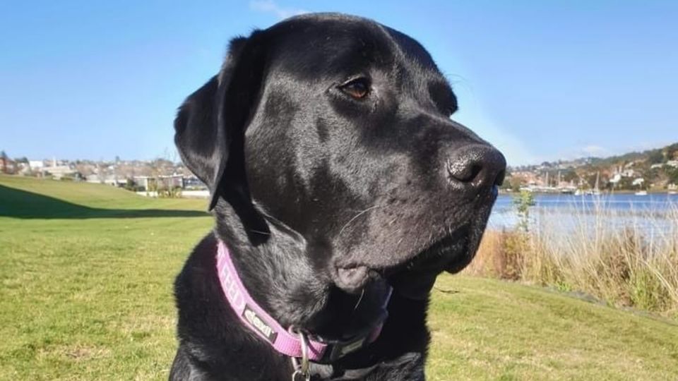 Archie loves walks along the Tamar River and guests can take him down there if they wish