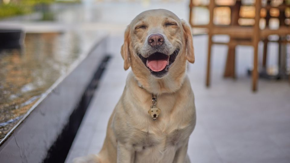 Emma loves hearing travel stories from her fellow visiting pooches