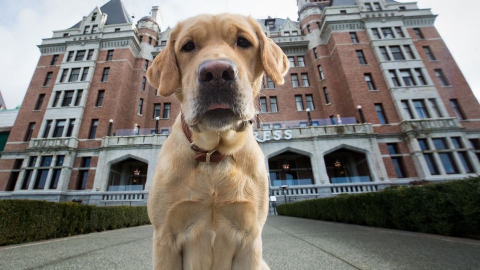 Winston is just one of more than a dozen pups in residence at Fairmont hotels in North America