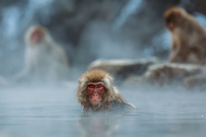 Snow monkeys enjoying a relaxing onsen experience