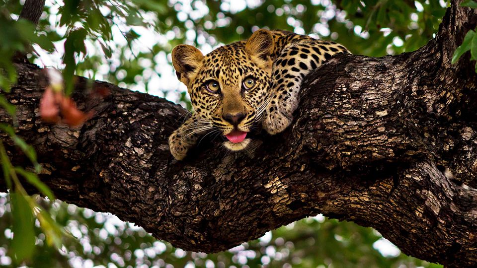 A leopard hides in the trees at Ulusaba, South Africa.