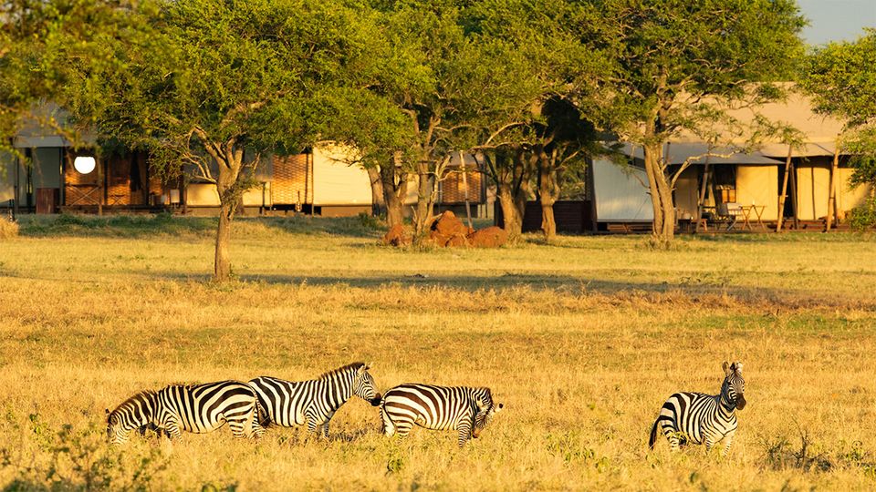 It's like a wildlife documentary brought to life, just outside your door.