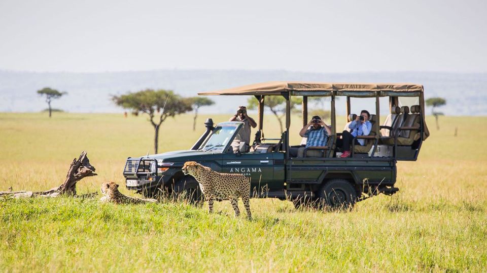 Witness a kaleidoscope of wildlife on daily safari drives.