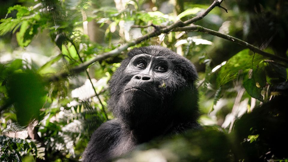 Primates are the star of the show at this Sanctuary Retreat.