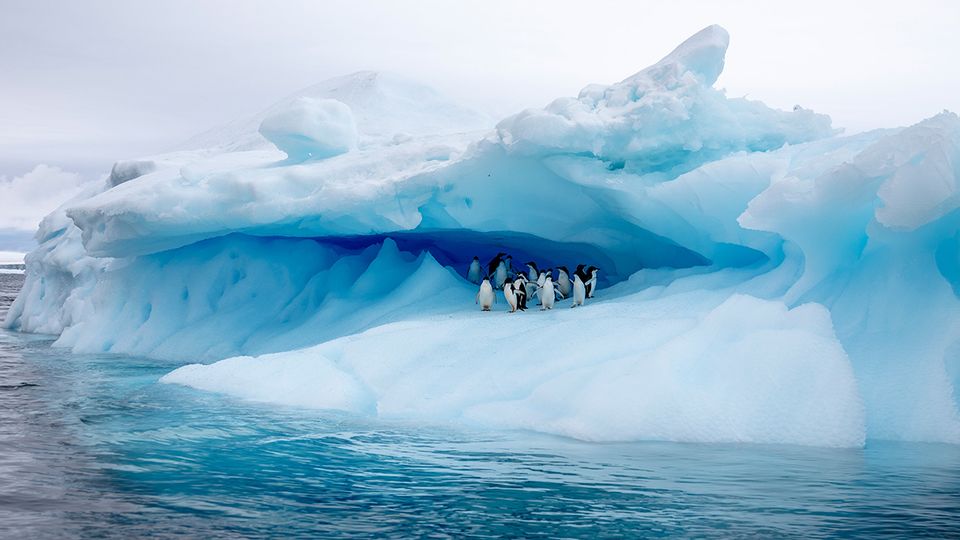 Penguins shelter on an iceberg at Brown Bluff, Antarctica.