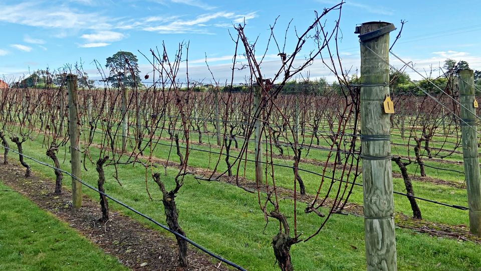 Walk row after row of vines in various stages of development.
