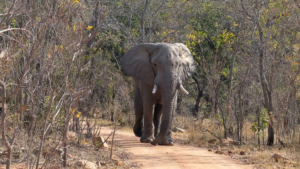 A lone elephant blocks the road in Welgevonden Reserve, around 30 minutes from Sebatana.