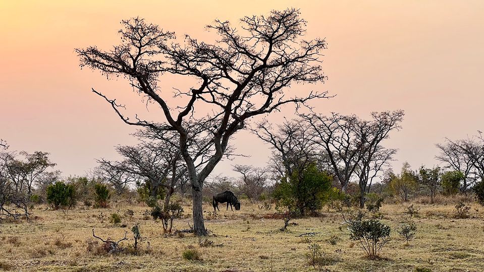 A blue wildebeest grazing at sunset within the Sebatana Reserve.