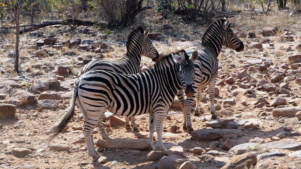 A trio of zebras take a break from grazing.
