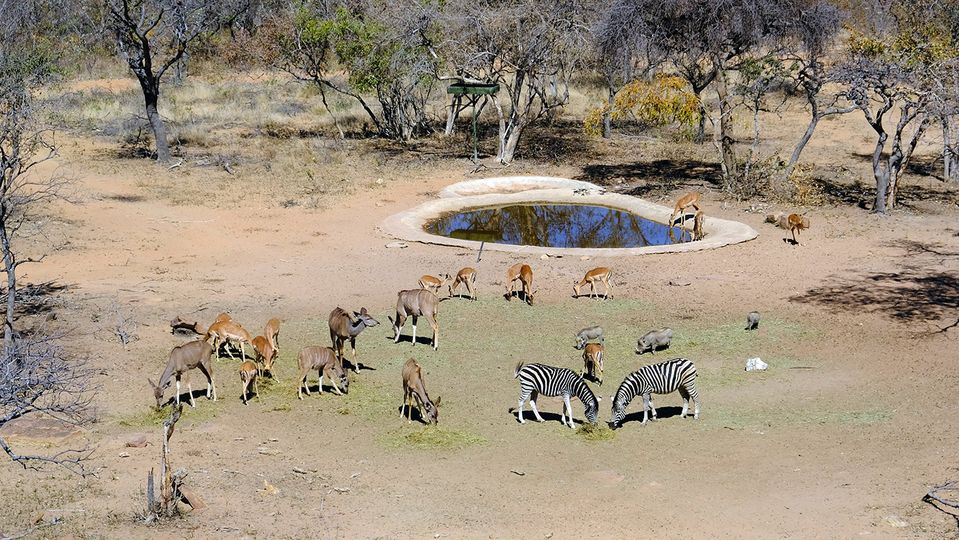 Afternoon tea at the waterhole is a social occasion, attracting warthogs, kudu and more.