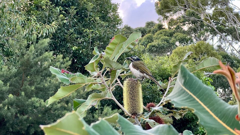 A blue-faced honeyeater enjoying the native plantings.