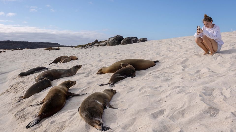 Galapagos sea lions are playful and curious, when they're not snoozing, that is.. Aqua Expeditions