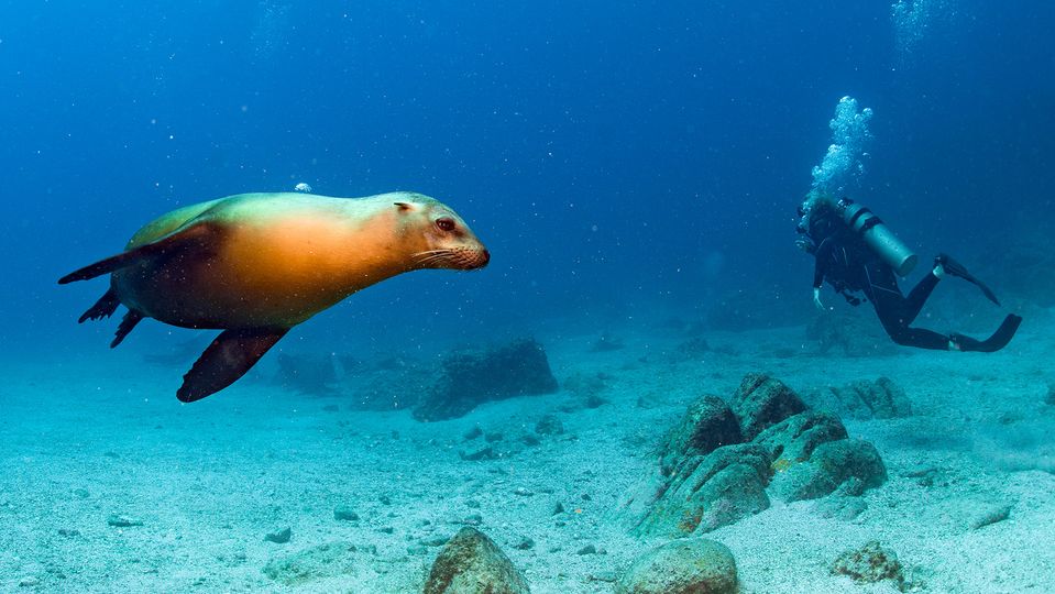 Clear waters and playful locals await on a Galapagos dive trip.