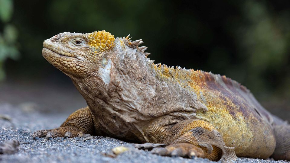 Iguanas are one of the Galapagos' most iconic residents.. Aqua Expeditions
