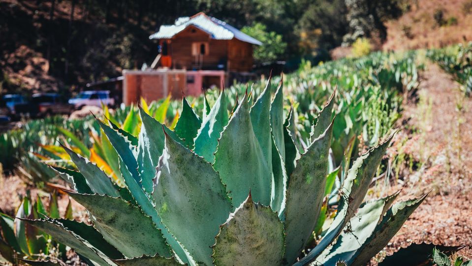 Tequila, mezcal, pulque and raicilla all derive from variations of the agave plant.