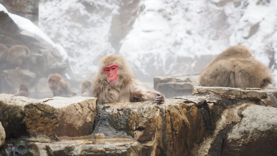 Jigokudani Monkey Park in Nagano Prefecture is renowned for its bathing macaques.