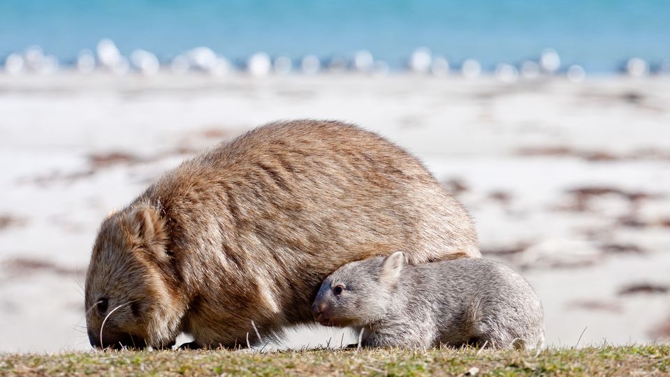 Maria Island is renowned for its wombat-spotting opportunities.