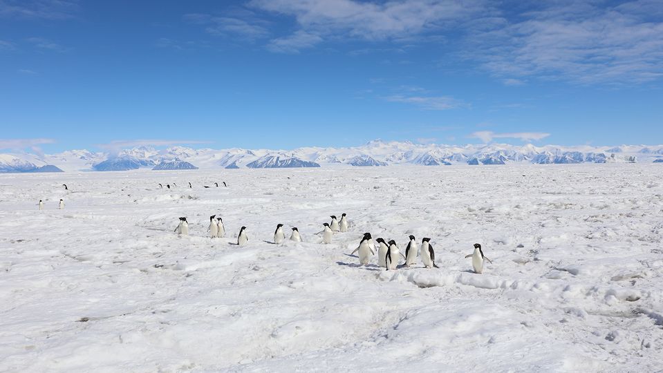 Cape Adare is home to the largest colony of Adélie penguins in Antarctica; over 250,000 breeding pairs.