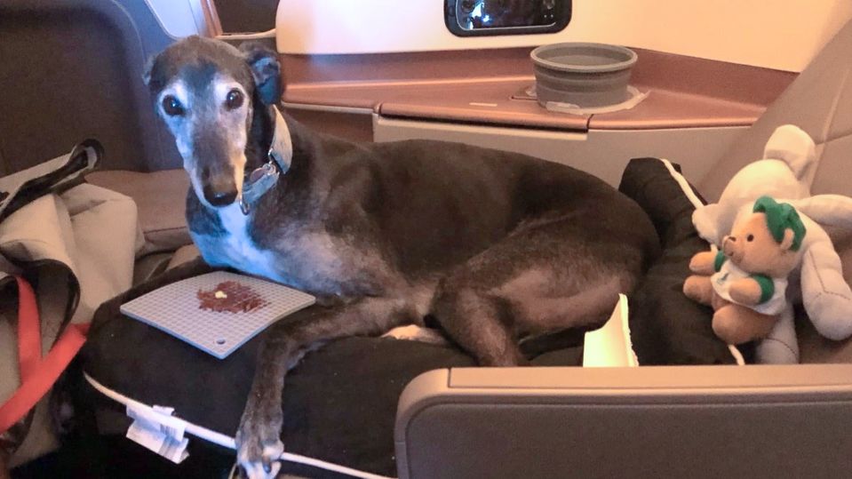 The goodest of good boys: Lewis flew business class alongside his favourite human.
