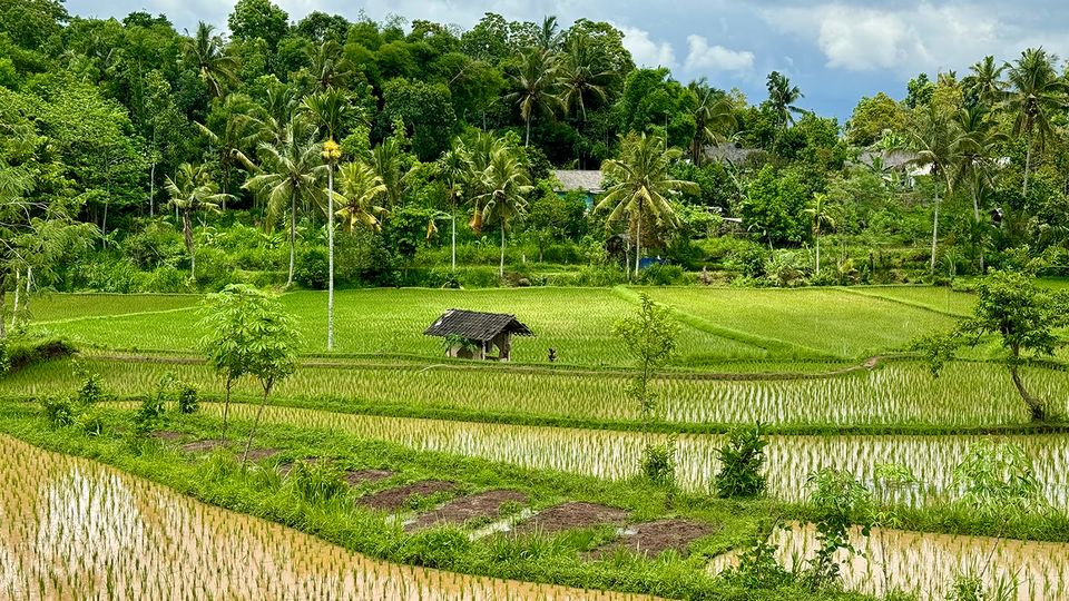 Rice terraces at Mas Mas Village - accessible on a tour from the hotel.