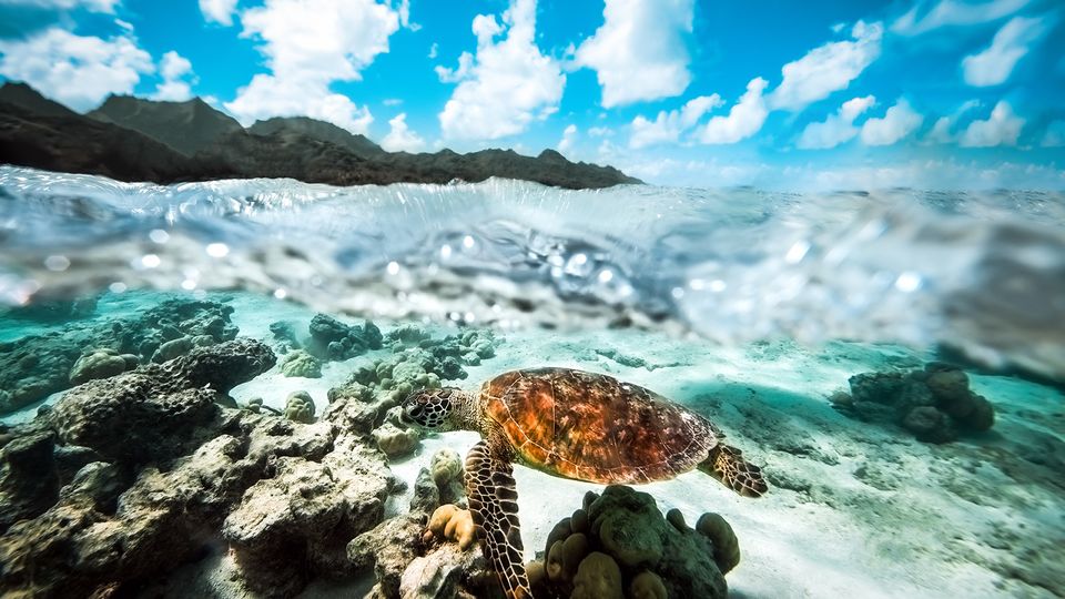 You never know what you might encounter.. Cook Islands Tourism / Charlotte Piho