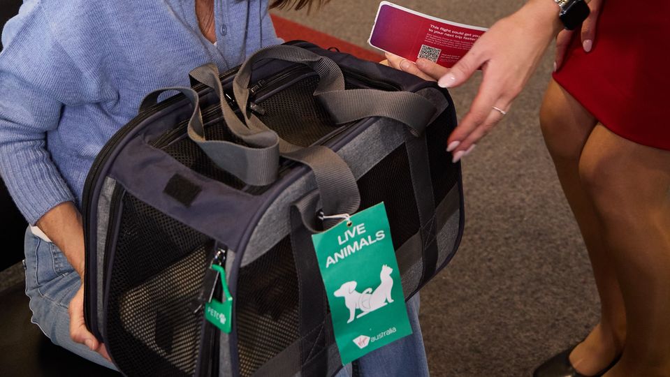 Your dog or cat must fit inside, and stay inside, a compact soft-sided carrier.