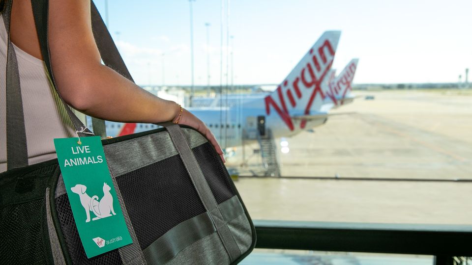 Now you can bring your favourite pint-sized pet into the cabin.
