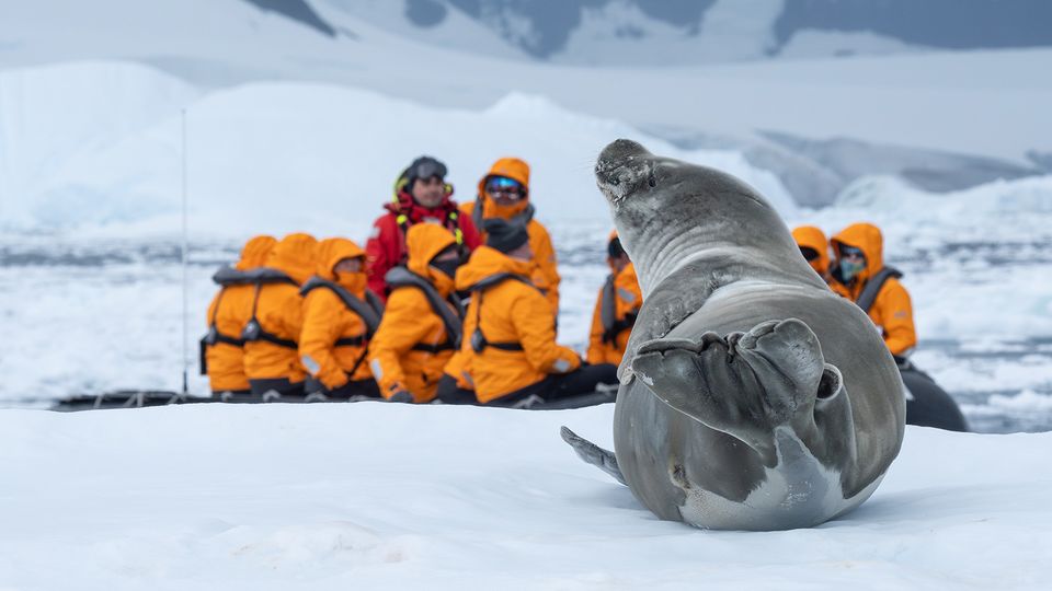Up close with the locals in Antarctica's Borgen Bay.